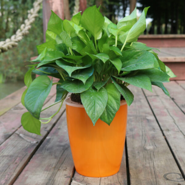 Strongwell Nordic Hydroponics Flower Pot Fairy Garden - Image 5