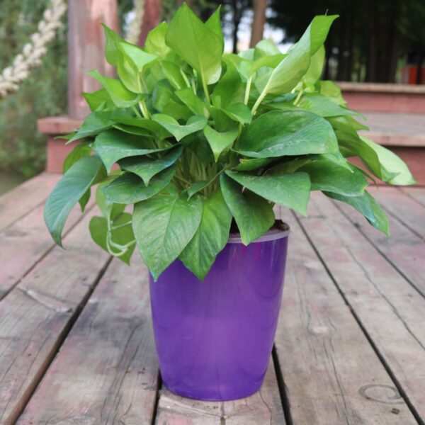 Strongwell Nordic Hydroponics Flower Pot Fairy Garden - Image 7