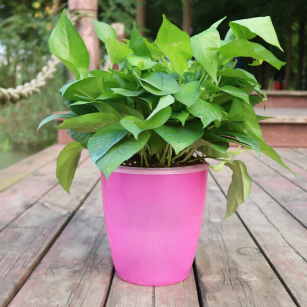 Strongwell Nordic Hydroponics Flower Pot Fairy Garden - Image 6