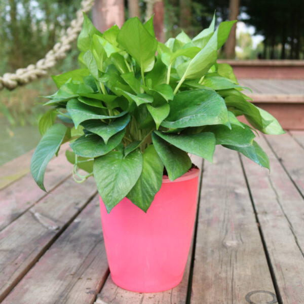 Strongwell Nordic Hydroponics Flower Pot Fairy Garden - Image 4