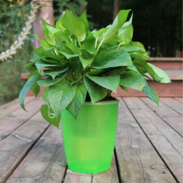 Strongwell Nordic Hydroponics Flower Pot Fairy Garden - Image 3